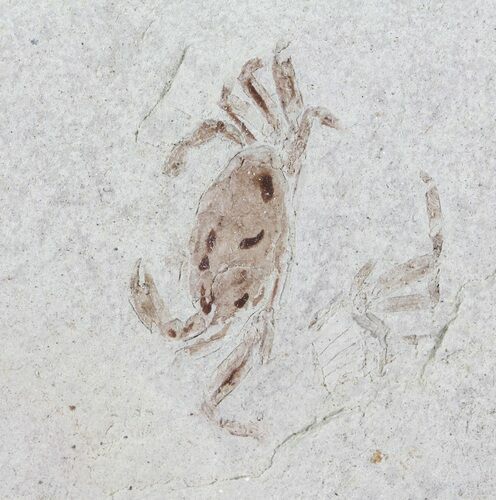 Fossil Pea Crab (Pinnixa) From California - Miocene #63711